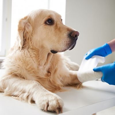 Specijalistički ortopedski pregled psa u veterinarskoj ambulanti Family Vet Novi Sad